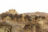 Hadrosaur Jaw, Bone & Tendons In Sandstone - Wyoming #227952-1